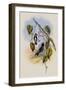 Stripe-Breasted Star-Throat, Heliomaster Mesoleucus-John Gould-Framed Giclee Print