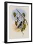 Stripe-Breasted Star-Throat, Heliomaster Mesoleucus-John Gould-Framed Giclee Print