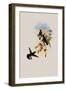 Stripe-Tail, Eupherusa Eximia-John Gould-Framed Giclee Print