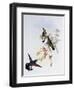 Stripe-Tailed Hummingbird (Eupherusa Eximia)-John Gould-Framed Giclee Print