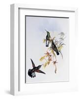 Stripe-Tailed Hummingbird (Eupherusa Eximia)-John Gould-Framed Giclee Print