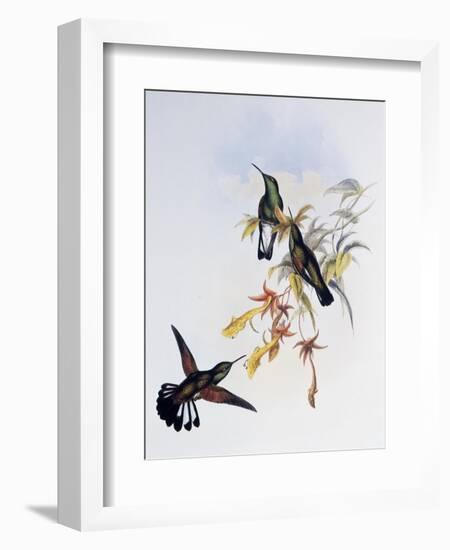 Stripe-Tailed Hummingbird (Eupherusa Eximia)-John Gould-Framed Giclee Print