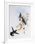 Stripe-Tailed Hummingbird (Eupherusa Eximia)-John Gould-Framed Giclee Print