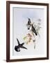 Stripe-Tailed Hummingbird (Eupherusa Eximia)-John Gould-Framed Giclee Print