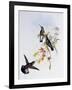 Stripe-Tailed Hummingbird (Eupherusa Eximia)-John Gould-Framed Giclee Print