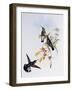 Stripe-Tailed Hummingbird (Eupherusa Eximia)-John Gould-Framed Giclee Print