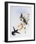 Stripe-Tailed Hummingbird (Eupherusa Eximia)-John Gould-Framed Giclee Print