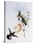 Stripe-Tailed Hummingbird (Eupherusa Eximia)-John Gould-Stretched Canvas
