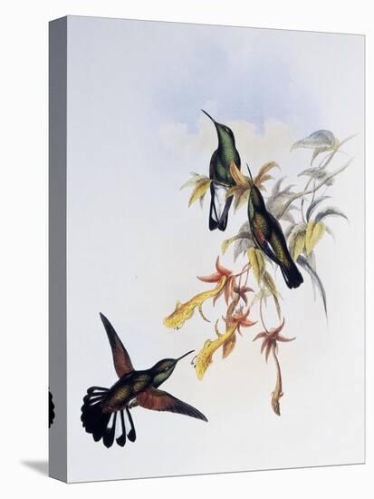 Stripe-Tailed Hummingbird (Eupherusa Eximia)-John Gould-Stretched Canvas