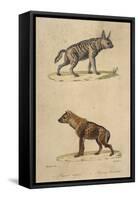 Striped and Spotted Hyena-null-Framed Stretched Canvas