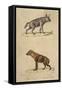 Striped and Spotted Hyena-null-Framed Stretched Canvas