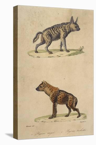 Striped and Spotted Hyena-null-Stretched Canvas