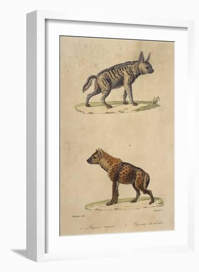 Striped and Spotted Hyena-null-Framed Art Print