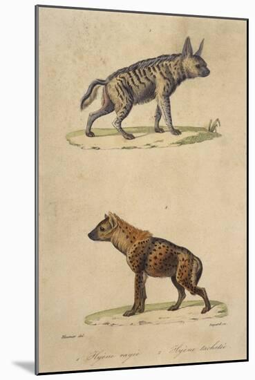 Striped and Spotted Hyena-null-Mounted Art Print