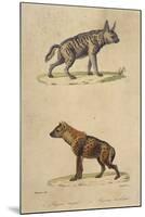 Striped and Spotted Hyena-null-Mounted Art Print