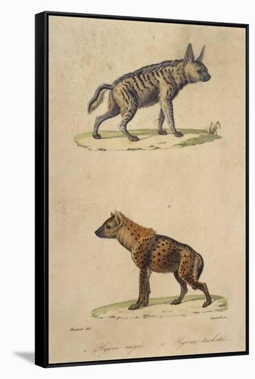 Striped and Spotted Hyena-null-Framed Stretched Canvas