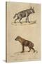 Striped and Spotted Hyena-null-Stretched Canvas