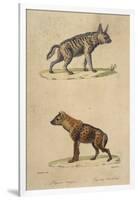 Striped and Spotted Hyena-null-Framed Art Print