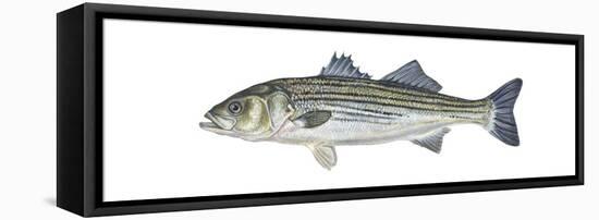 Striped Bass (Roccus Saxatilis), Fishes-Encyclopaedia Britannica-Framed Stretched Canvas