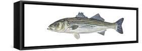 Striped Bass (Roccus Saxatilis), Fishes-Encyclopaedia Britannica-Framed Stretched Canvas