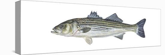 Striped Bass (Roccus Saxatilis), Fishes-Encyclopaedia Britannica-Stretched Canvas