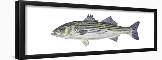 Striped Bass (Roccus Saxatilis), Fishes-Encyclopaedia Britannica-Framed Poster