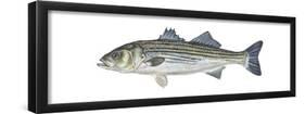 Striped Bass (Roccus Saxatilis), Fishes-Encyclopaedia Britannica-Framed Poster