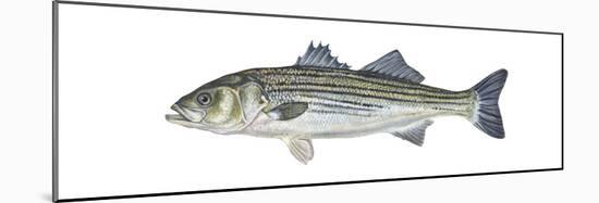 Striped Bass (Roccus Saxatilis), Fishes-Encyclopaedia Britannica-Mounted Poster