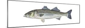 Striped Bass (Roccus Saxatilis), Fishes-Encyclopaedia Britannica-Mounted Poster