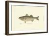 Striped Bass-Denton-Framed Art Print