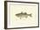 Striped Bass-Denton-Framed Art Print