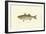 Striped Bass-Denton-Framed Art Print