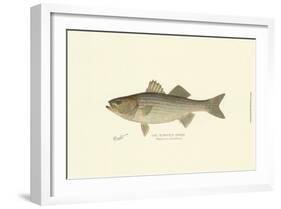 Striped Bass-Denton-Framed Art Print