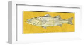 Striped Bass-John W^ Golden-Framed Art Print