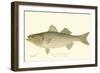 Striped Bass-Denton-Framed Art Print