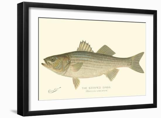 Striped Bass-Denton-Framed Art Print