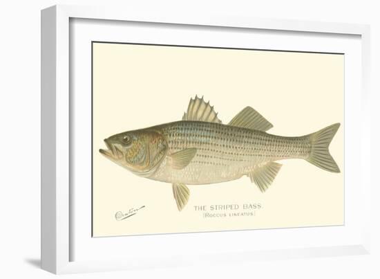 Striped Bass-Denton-Framed Art Print