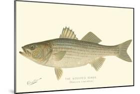 Striped Bass-Denton-Mounted Art Print