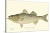 Striped Bass-Denton-Stretched Canvas