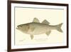 Striped Bass-Denton-Framed Art Print