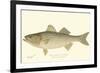 Striped Bass-Denton-Framed Art Print