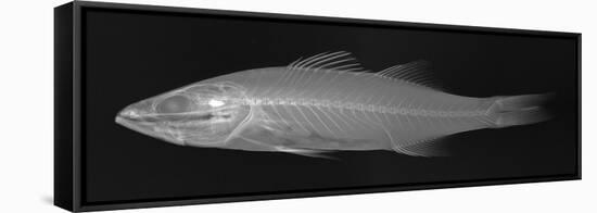 Striped Bass-Sandra J. Raredon-Framed Stretched Canvas