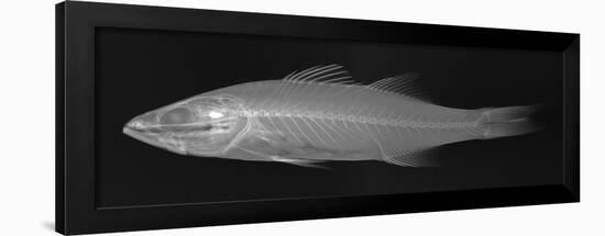 Striped Bass-Sandra J. Raredon-Framed Art Print