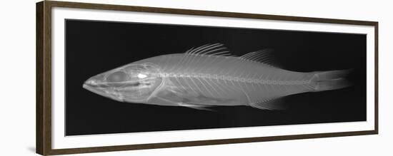 Striped Bass-Sandra J. Raredon-Framed Premium Giclee Print