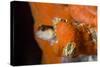 Striped Blenny (Parablennius Rouxi) Looking Out of Hole Covered with Encrusting Sponge, Monaco-Banfi-Stretched Canvas