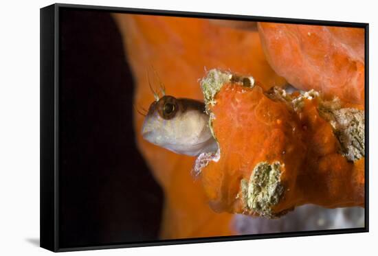 Striped Blenny (Parablennius Rouxi) Looking Out of Hole Covered with Encrusting Sponge, Monaco-Banfi-Framed Stretched Canvas