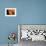 Striped Blenny (Parablennius Rouxi) Looking Out of Hole Covered with Encrusting Sponge, Monaco-Banfi-Framed Photographic Print displayed on a wall