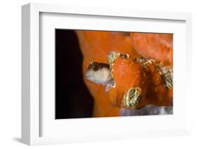 Striped Blenny (Parablennius Rouxi) Looking Out of Hole Covered with Encrusting Sponge, Monaco-Banfi-Framed Photographic Print