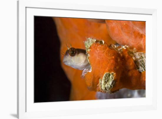 Striped Blenny (Parablennius Rouxi) Looking Out of Hole Covered with Encrusting Sponge, Monaco-Banfi-Framed Photographic Print