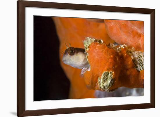 Striped Blenny (Parablennius Rouxi) Looking Out of Hole Covered with Encrusting Sponge, Monaco-Banfi-Framed Photographic Print